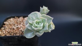 러블리로즈 다육식물