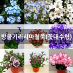 방울기리시마철쭉(꽃대수형) 야생화