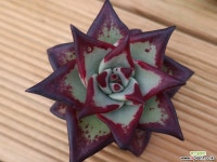 원종에보니슈퍼클론(오리지널수입) 다육식물