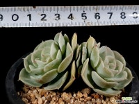 로즈마카베아나 31-154 다육식물