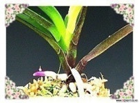 화영 풍란(보급종)