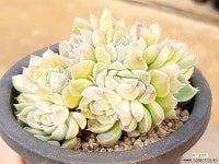 산체스마요라데 31- 다육식물