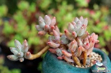 수형좋은 경미인 다육식물