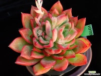 플로리디티 1070 다육식물