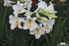 백합 화이트 헤븐(18/20)1구 구근류