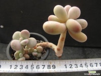 아메치스 2656 다육금