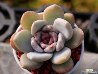 트럼소 2-4960(상아스페샬) 다육식물