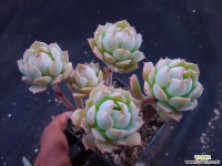 아이보리퀸 1026-1156 다육식물