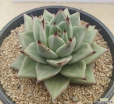 야생 멕시코마리아(검붉은 손톱이 예술!!) 다육식물