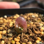 마우가니 900127 코노피튬