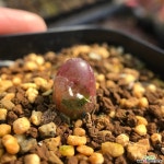 마우가니 900127 코노피튬