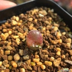 마우가니 900127 코노피튬