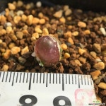 마우가니 900127 코노피튬