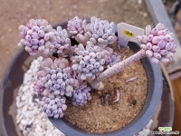 묵은 블루빈스 자연군생 다육식물