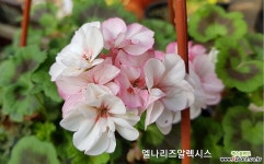 엘라리즈알렉시스(제라늄) 초본류