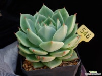 달맞이 다육식물