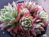 골드코인(8두묵은한몸) 1-189 다육식물