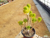 청솔 (중품)(목질)(군생) 1841 0128 다육식물