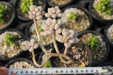 샌디고 700129 다육식물