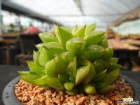 847 하월시아 하월시아