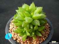 847 하월시아 하월시아