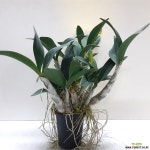 대품~대명석곡 석곡