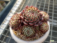 슈퍼미니마자연군생72 묵은둥이 다육식물