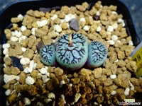 위트버젠스지문RR714 49 코노피튬