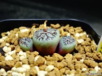 위트버젠스지문RR714 49 코노피튬