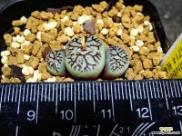 위트버젠스지문RR714 49 코노피튬