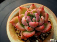 브래들리 1-1125 다육식물