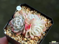 핑크스노우볼 다육식물