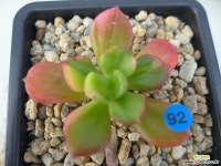 구미무금92 다육금