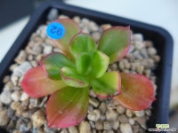 구미무금92 다육금