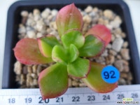 구미무금92 다육금