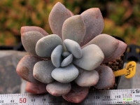 라온 1-9673 다육식물