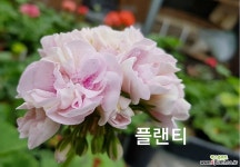 플랜티(제라늄) 초본류