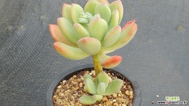 청성미인 다육식물