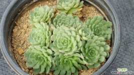 노슬라리아 다육식물