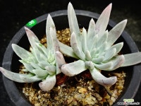 두들레야38 두들레야