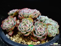 라엔42 다육식물