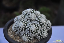 스노우캡(A175) 선인장