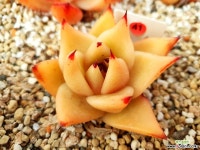 마리아 다육식물