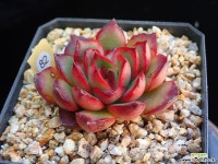 폴리린제아나 82 (묵은아이) 다육식물