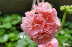 모린(제라늄) 초본류