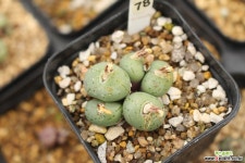 코노피튬 780203 코노피튬