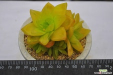 보초금(B021) 다육금