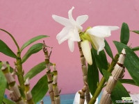 석곡/교배종 석곡