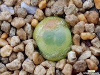 zzangdayuk1(건이네다육놀이터)