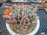 묵은 런발디2-338 다육식물